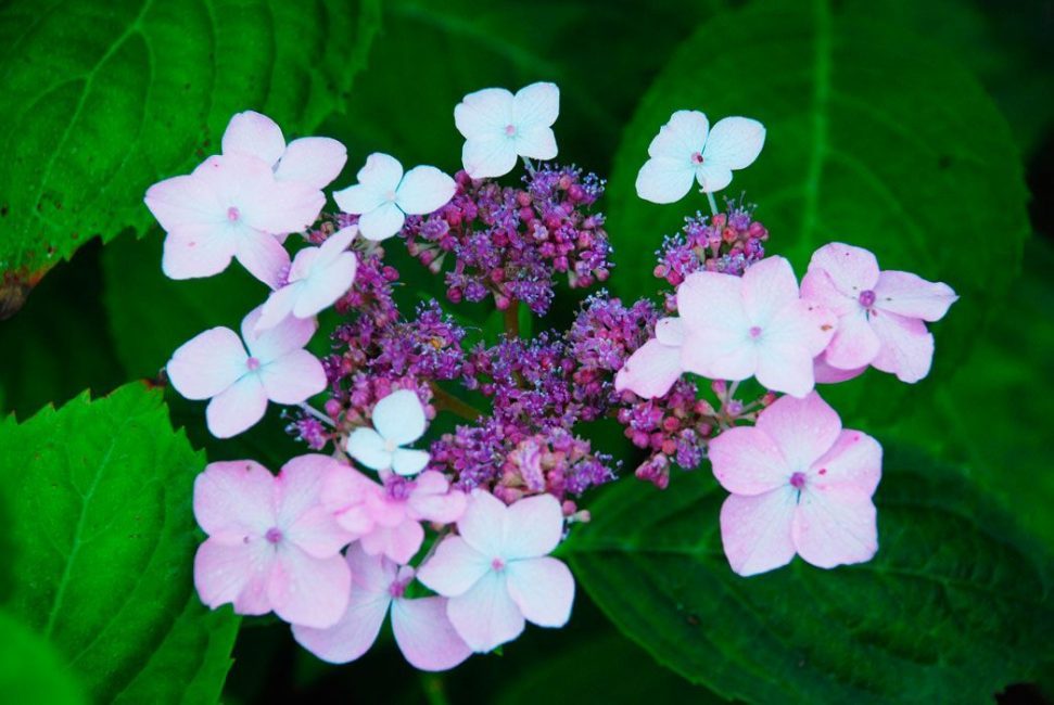 Hortensia radié