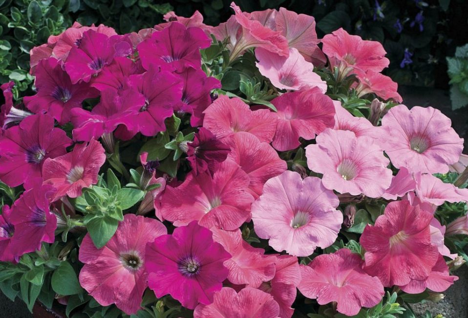 Pétunia grandiflora