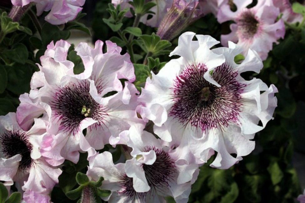Pétunia grandiflora superbissima