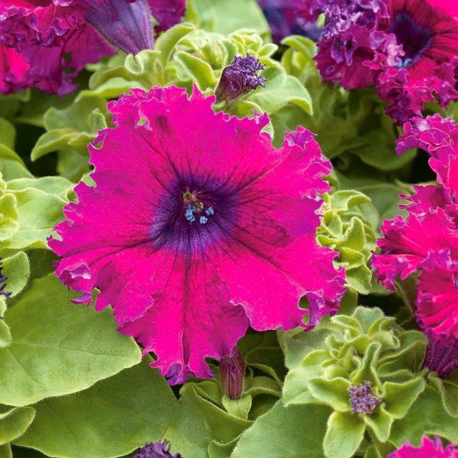 Pétunia grandiflora fimbriata
