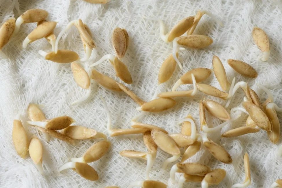 Faire tremper les graines de concombre avant la plantation