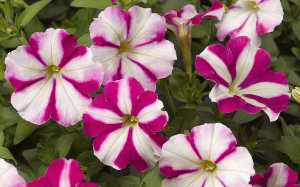 Pétunia multiflore