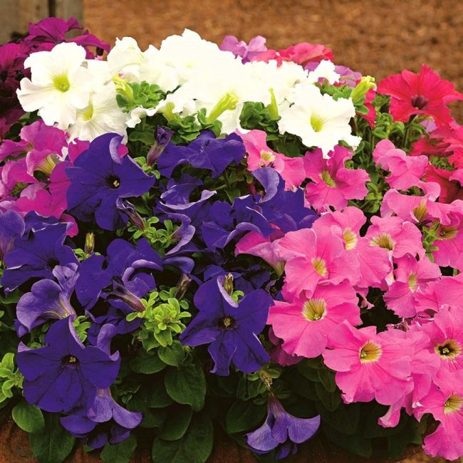 Pétunia Nana compacta