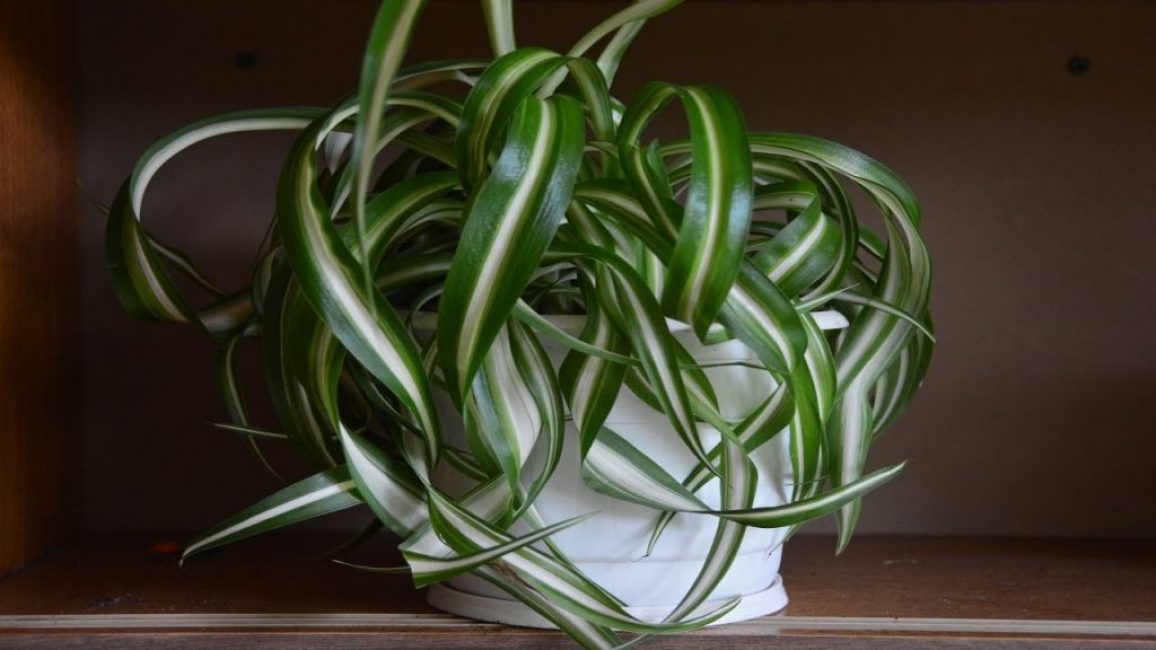 Les feuilles torsadées et bouclées donnent à la plante une forme inhabituelle.