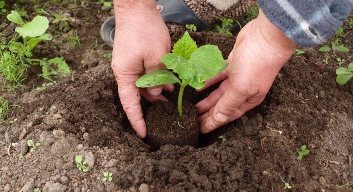 Repiquage de semis en pleine terre
