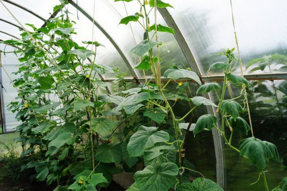 Formation de concombres sur des fils verticaux