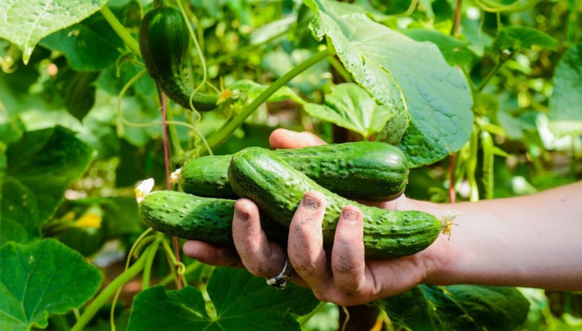 Récolte de concombre