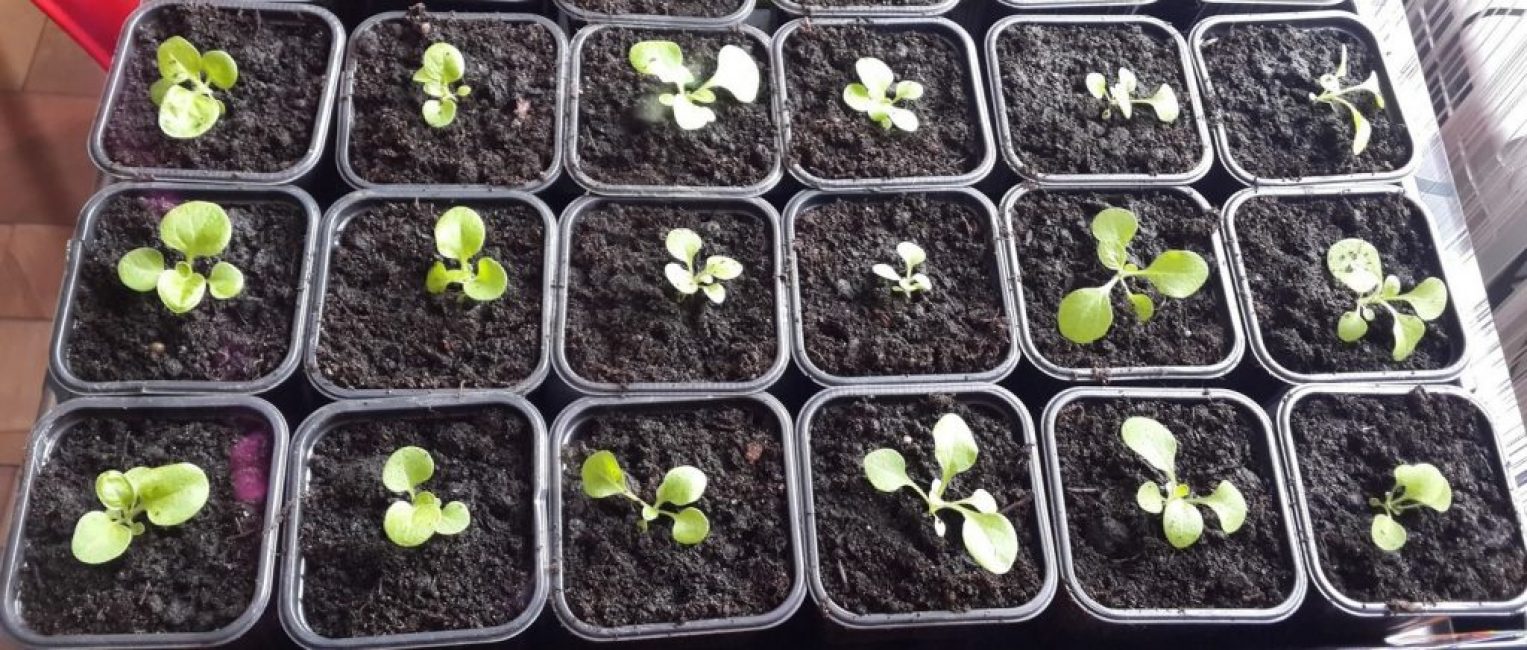 Pétunia après la première cueillette