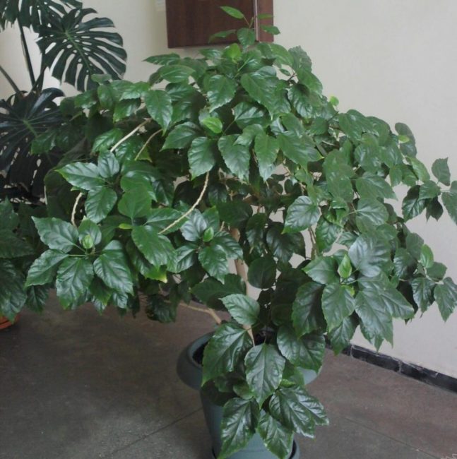 La rose chinoise, dépourvue de période de dormance, n'a pas fleuri