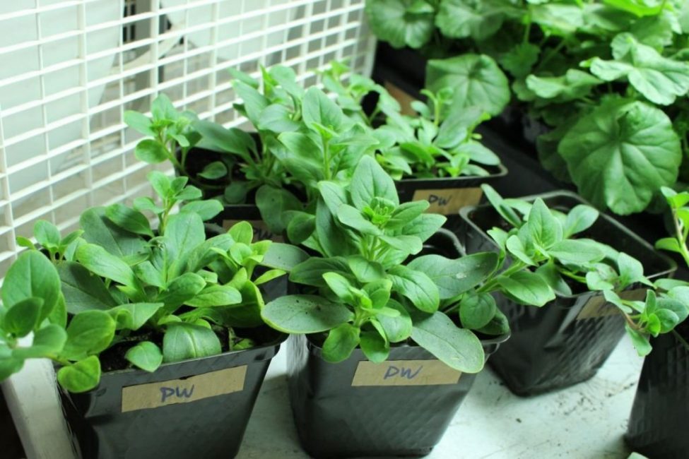 Jeunes plantes en pots