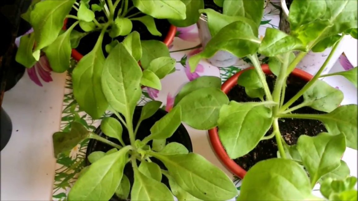 boutures enracinées