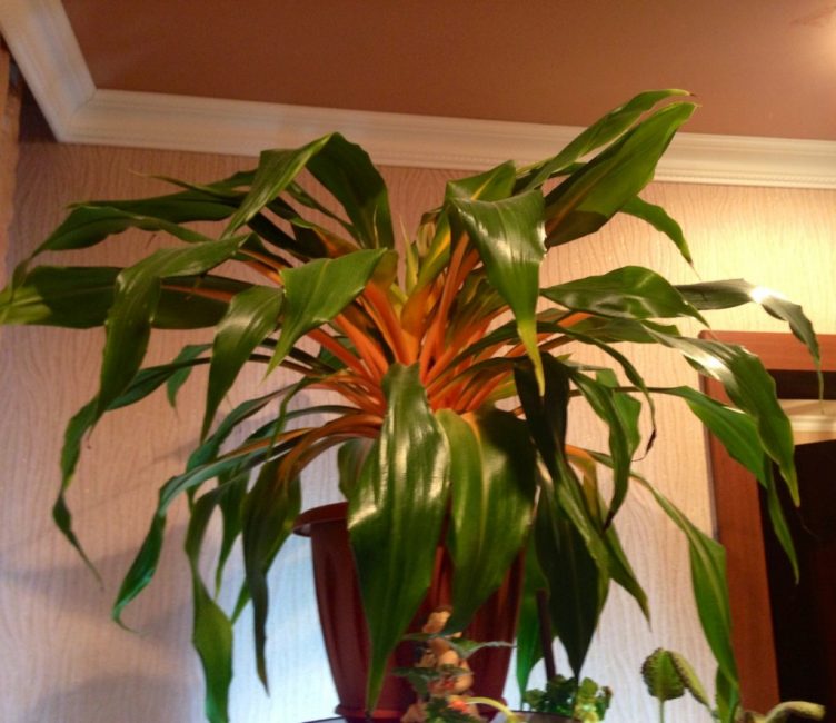 La couleur orange élégante et la forme des feuilles la distinguent des parents proches.