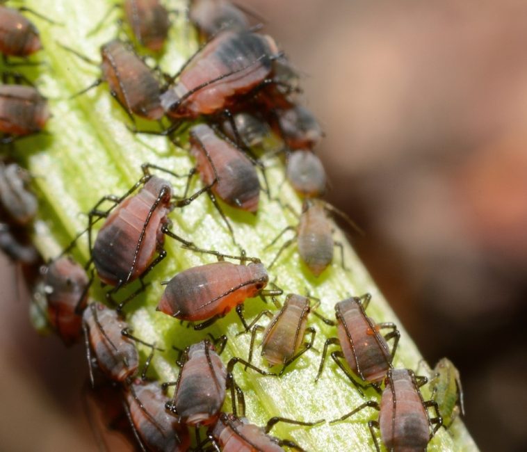 Puceron hélichrysalide