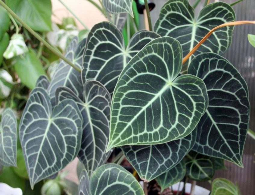 Les feuilles avec des veines claires, la teinte dorée-émeraude n'ont pas besoin d'un encadrement de fleurs supplémentaire