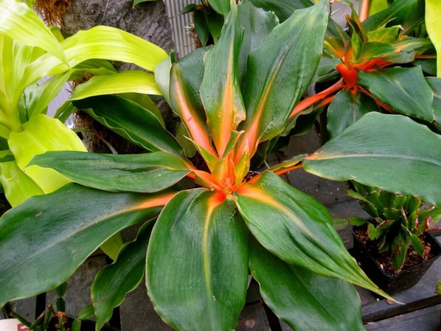 Un ancêtre du Green Orange se caractérise par des couleurs riches