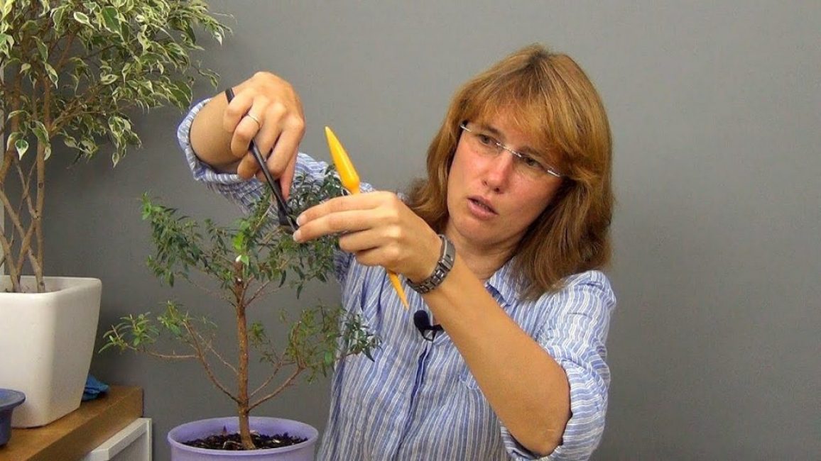 Le myrte tolère bien la taille, on lui donne donc la forme souhaitée