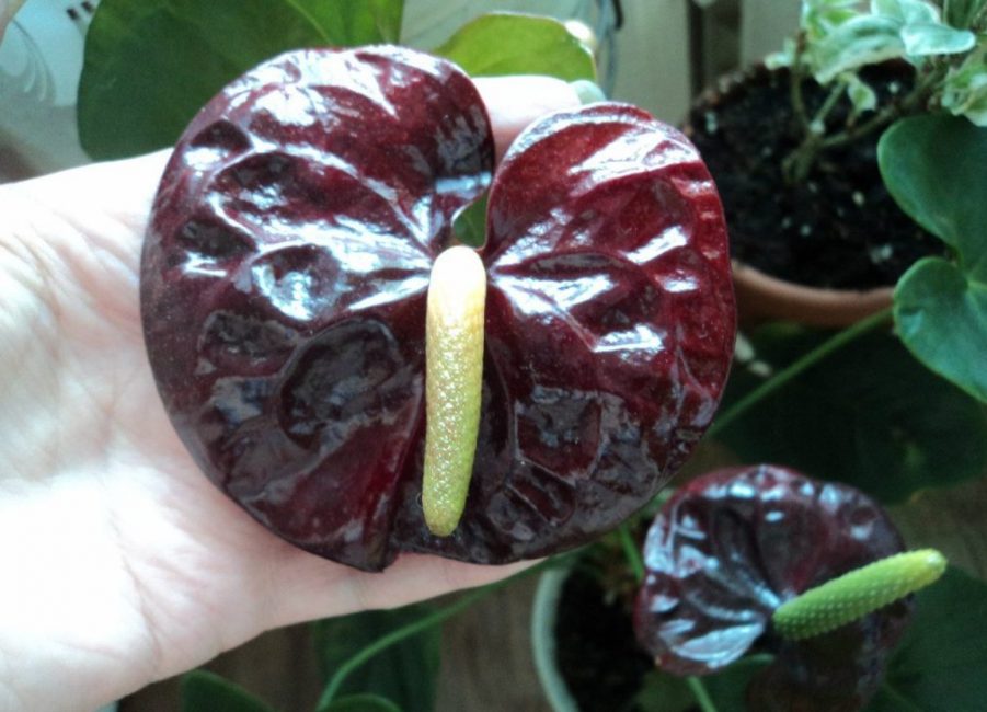 La fleur rouge sang est à la fois effrayante et accrocheuse.