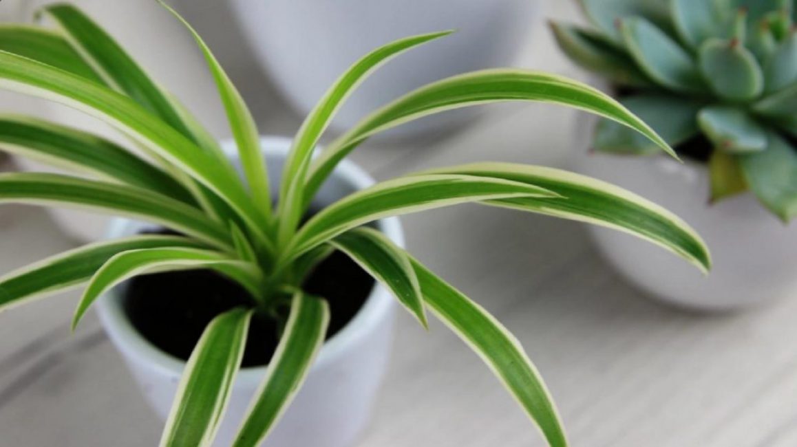 Une espèce rare qui est fantaisiste pour les conditions de croissance