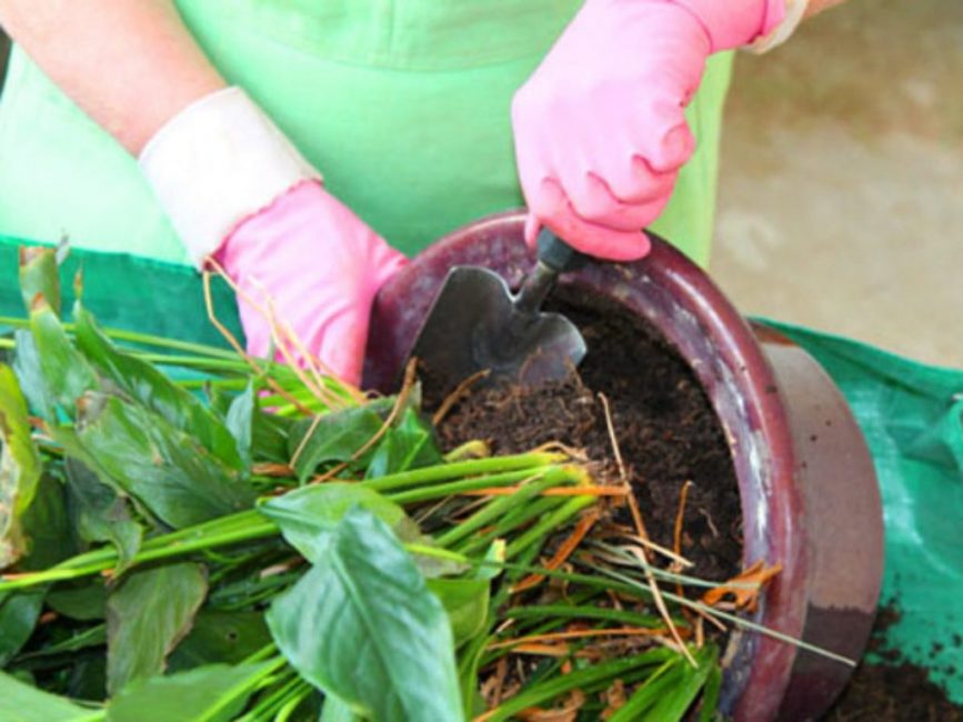 Lors du repiquage, le terrain est complètement changé. Le buisson peut être divisé en plusieurs parties en le plantant dans de petits pots