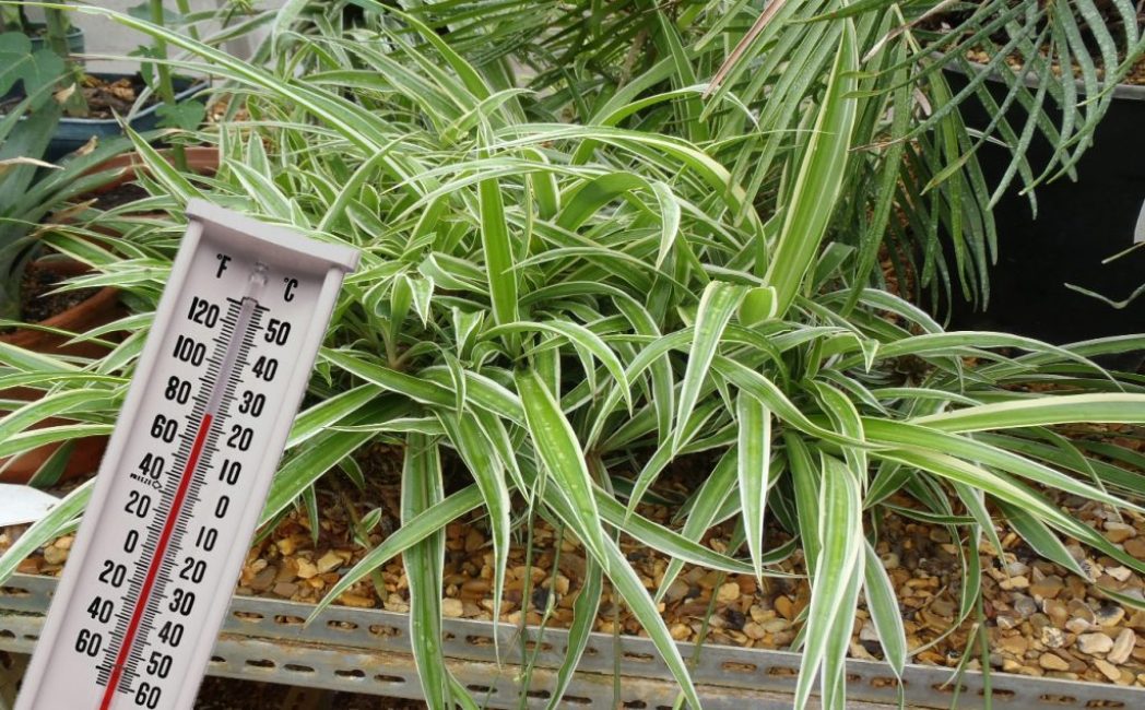 Le chlorophytum est rustique et résiste aux températures extrêmes