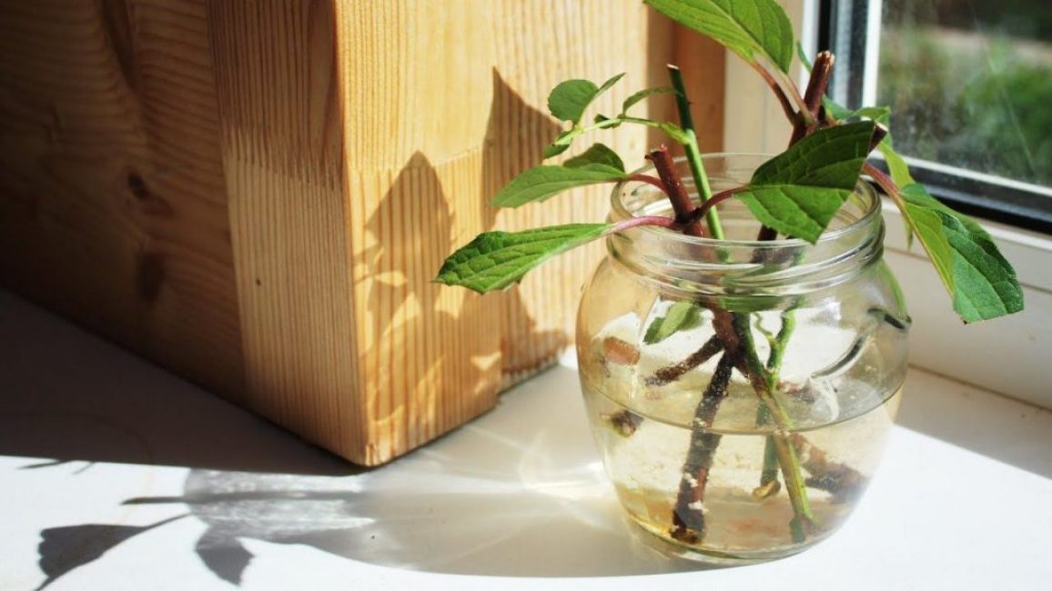 Formation du système racinaire des boutures de rose chinoise