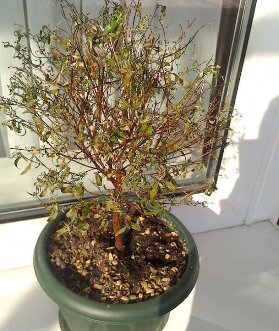 La photo de myrte montre que la plante ne se sent pas au mieux