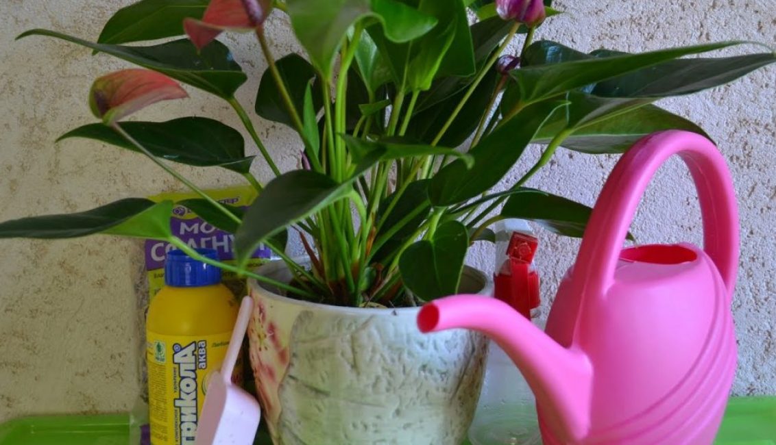 La plante tropicale a besoin d'une humidité abondante