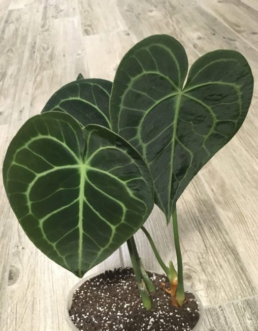 Anthurium magnifique