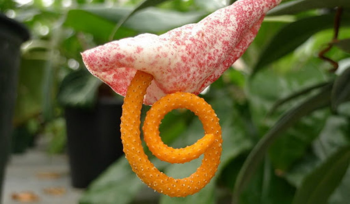 Anthurium Amaretti est intéressant avec une bractée roulée en tube et un épi torsadé