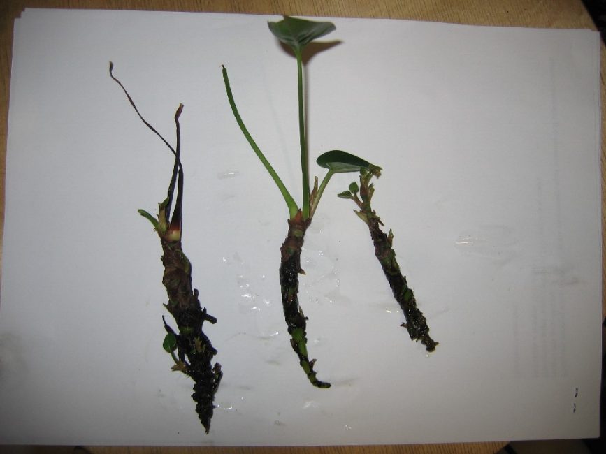 Anthurium - reproduction et enracinement