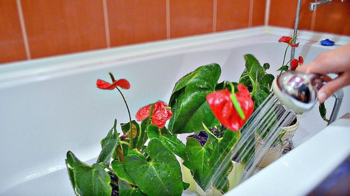 Anthurium - soins à domicile et greffe de fleurs