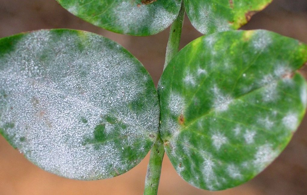 Floraison blanche sur feuilles de pétunia ou oïdium