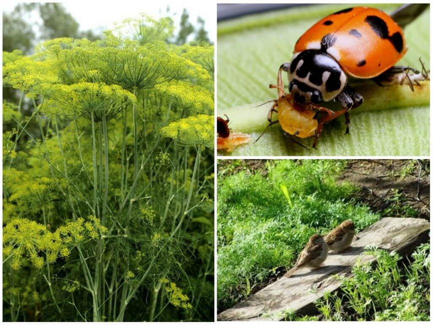 Méthodes biologiques de lutte contre les pucerons