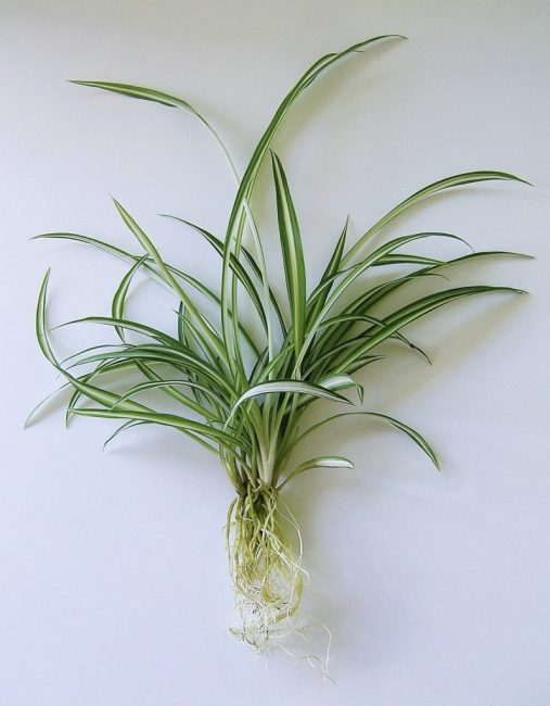 Reproduction de Chlorophytum Chlorophytum comosum
