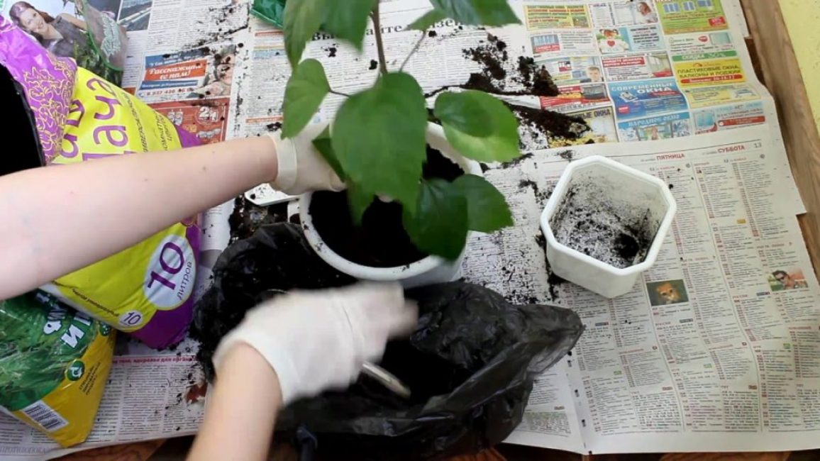 hibiscus d'intérieur