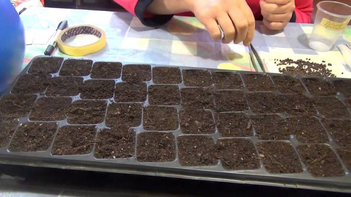 Hibiscus - planter des graines