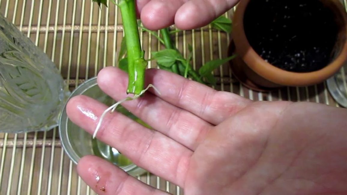 Hibiscus - multiplication par boutures