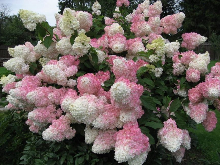 Hydrangea paniculata