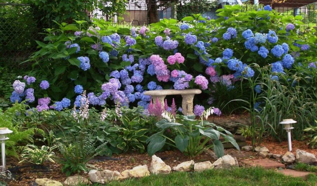 Culture et entretien des hortensias au jardin