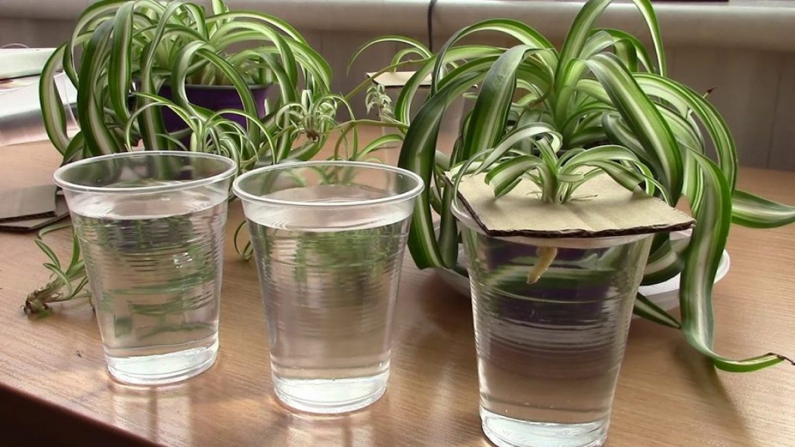 Soins à domicile Chlorophytum