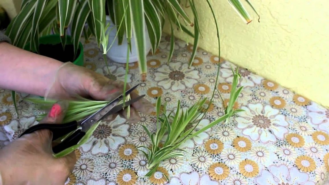 Chlorophytum. la reproduction