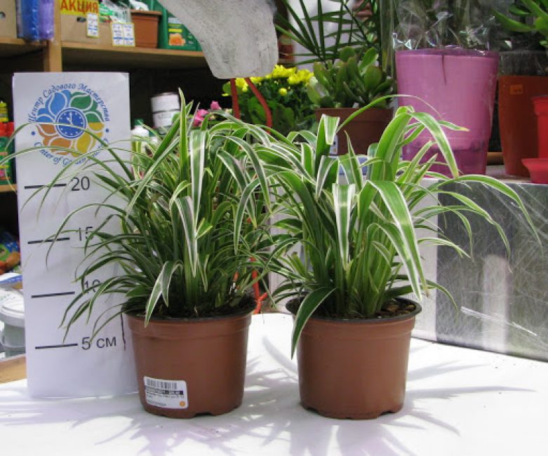 Chlorophytum