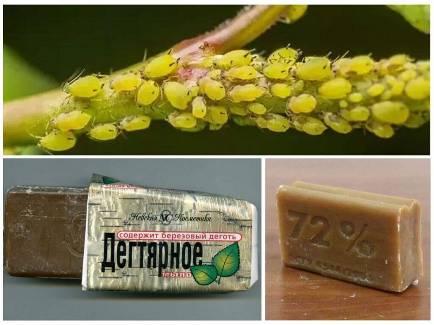 Remèdes populaires pour lutter contre les pucerons