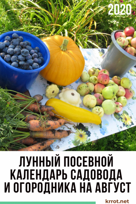 Calendrier de semis lunaire pour août