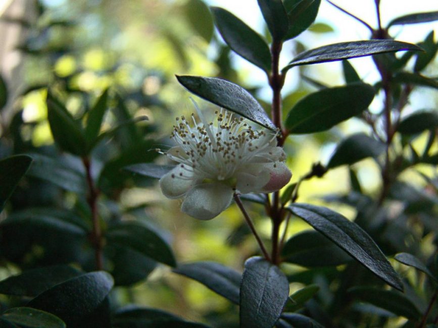 Myrte ordinaire à la maison