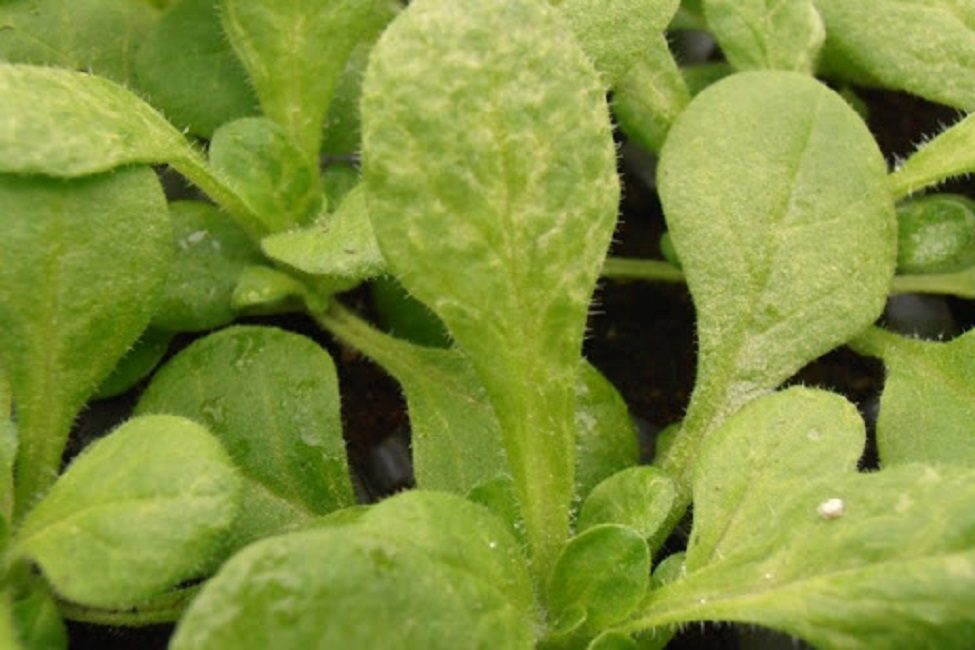 Attaque Pétunia qui ressemble à la mosaïque du tabac