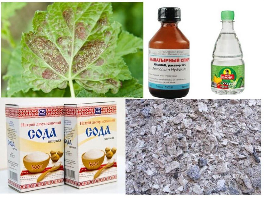 Remèdes populaires pour lutter contre les pucerons