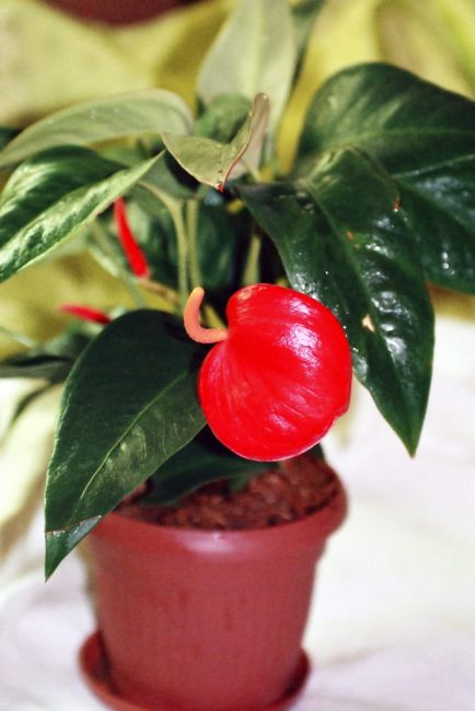Une fleur inhabituelle donne à la plante un aspect fabuleux et élégant.