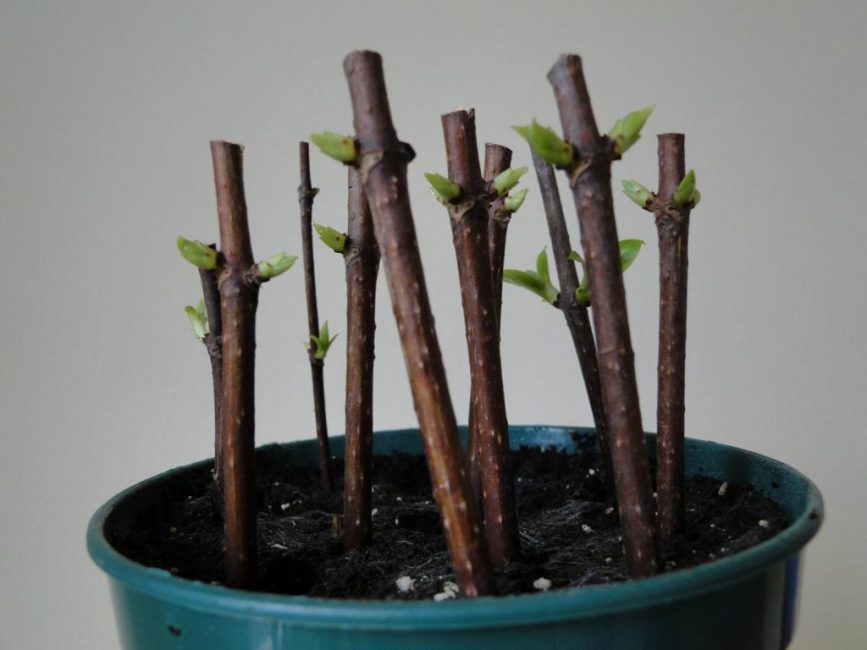 Reproduction de boutures d'hortensias