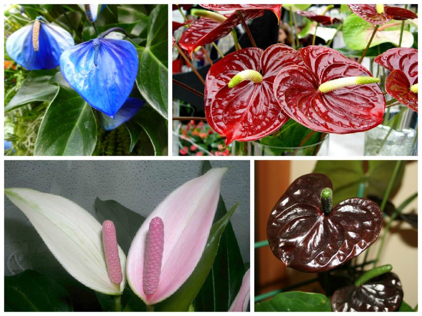 Variétés d'anthuriums
